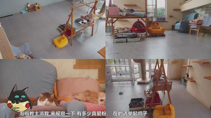 【2025-12-31 09点场】喵放送：喵放送☀️喵呜~