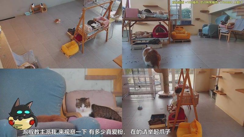 【2025-12-31 07点场】喵放送：喵放送☀️喵呜~