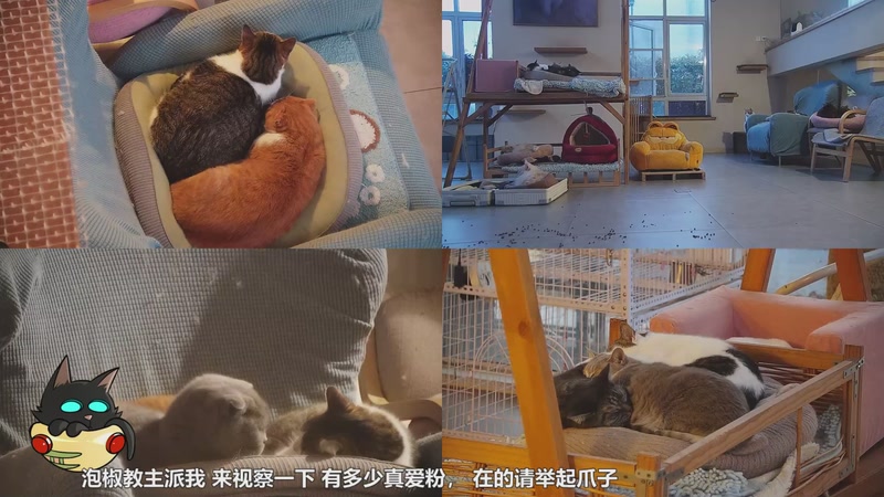 【2026-01-01 07点场】喵放送：喵放送☀️喵呜~