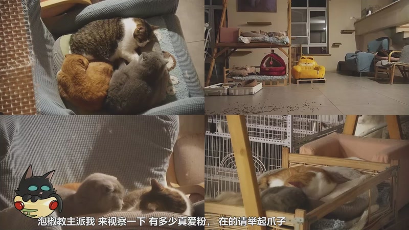 【2026-01-01 05点场】喵放送：喵放送☀️喵呜~