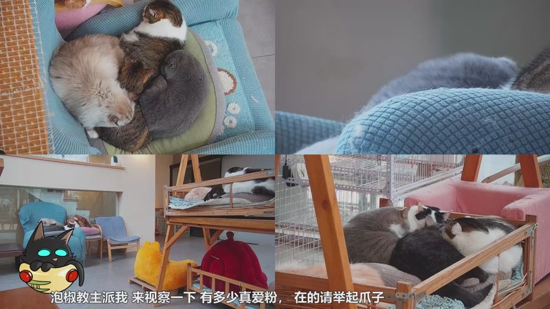 【2026-01-01 09点场】喵放送：喵放送☀️喵呜~