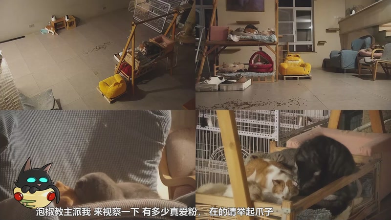 【2026-01-01 01点场】喵放送：喵放送☀️喵呜~