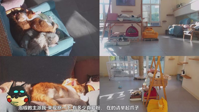 【2026-01-02 15点场】喵放送：喵放送☀️喵呜~