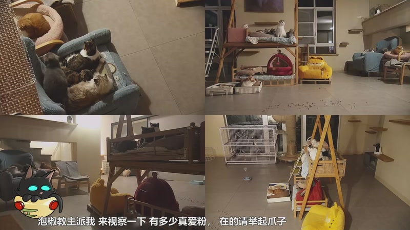 【2026-01-02 01点场】喵放送：喵放送☀️喵呜~