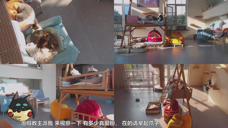 【2026-01-02 09点场】喵放送：喵放送☀️喵呜~