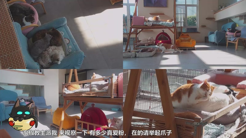 【2026-01-02 11点场】喵放送：喵放送☀️喵呜~