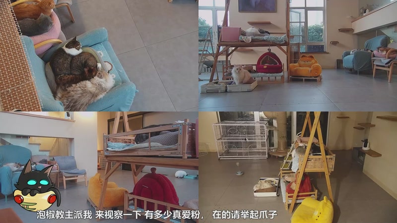 【2026-01-02 07点场】喵放送：喵放送☀️喵呜~