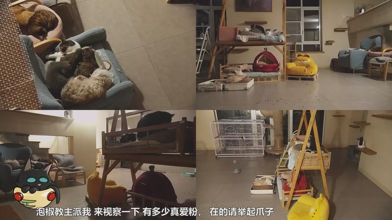 【2026-01-02 03点场】喵放送：喵放送☀️喵呜~