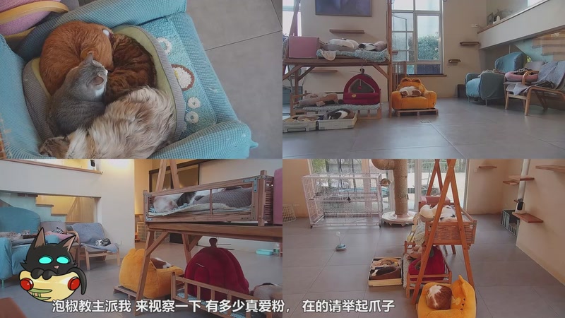 【2026-01-02 17点场】喵放送：喵放送☀️喵呜~