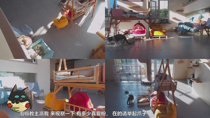 【2026-01-03 09点场】喵放送：喵放送☀️喵呜~