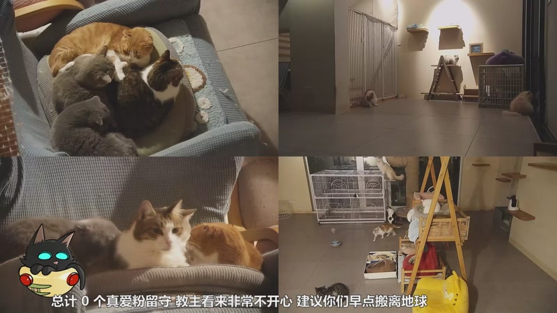 【2026-01-03 19点场】喵放送：喵放送☀️喵呜~