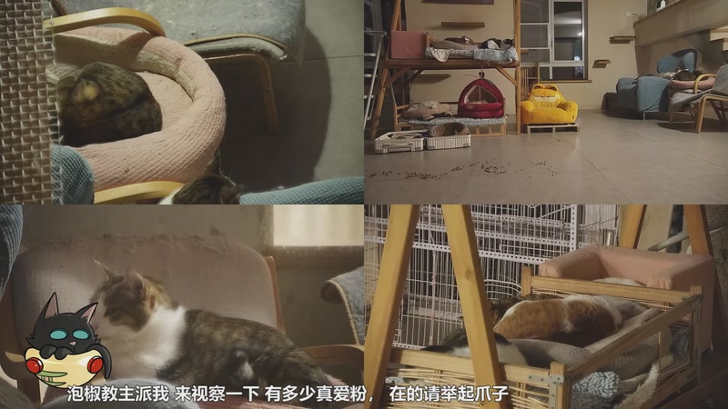 【2026-01-03 03点场】喵放送：喵放送☀️喵呜~