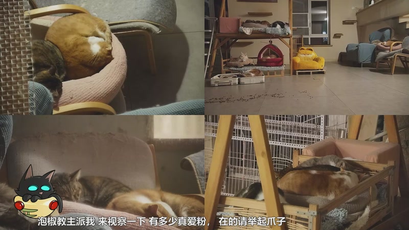 【2026-01-03 01点场】喵放送：喵放送☀️喵呜~