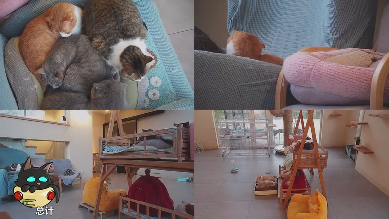 【2026-01-03 17点场】喵放送：喵放送☀️喵呜~