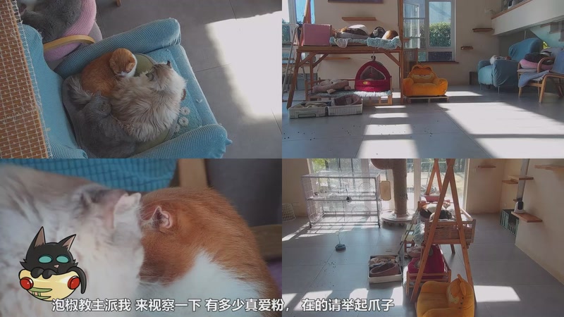 【2026-01-03 11点场】喵放送：喵放送☀️喵呜~