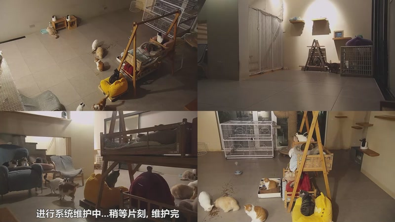 【2026-01-03 21点场】喵放送：喵放送☀️喵呜~