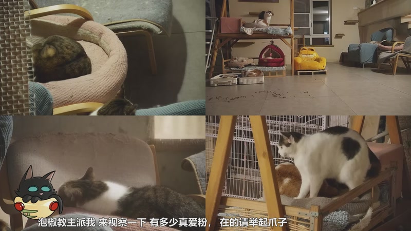 【2026-01-03 05点场】喵放送：喵放送☀️喵呜~