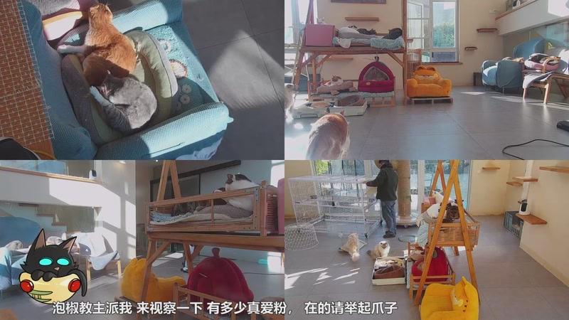 【2026-01-03 15点场】喵放送：喵放送☀️喵呜~