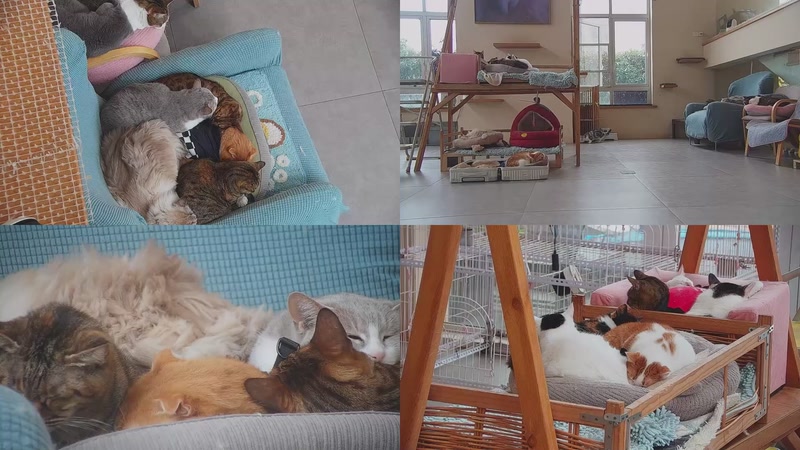 【2026-01-04 15点场】喵放送：喵放送☀️喵呜~