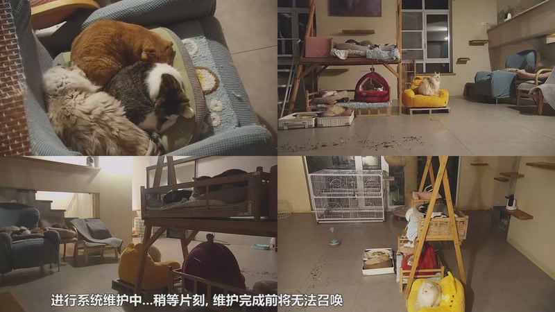 【2026-01-04 03点场】喵放送：喵放送☀️喵呜~