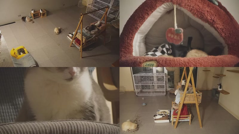 【2026-01-04 21点场】喵放送：喵放送☀️喵呜~