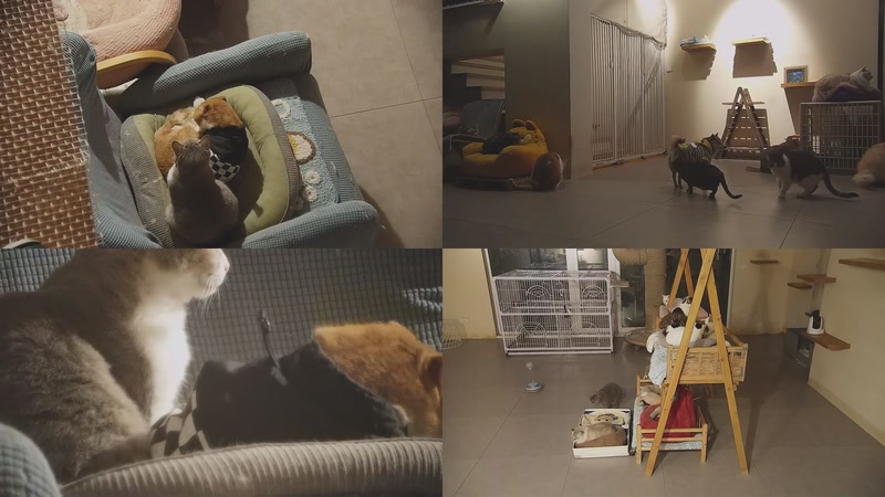 【2026-01-04 19点场】喵放送：喵放送☀️喵呜~