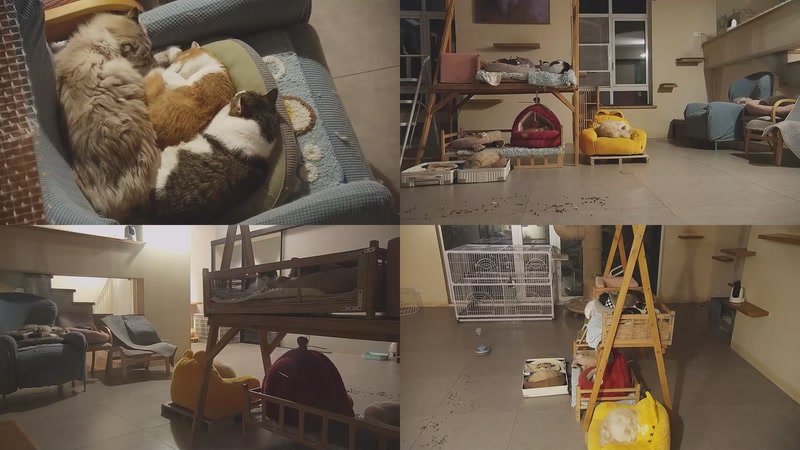 【2026-01-04 05点场】喵放送：喵放送☀️喵呜~