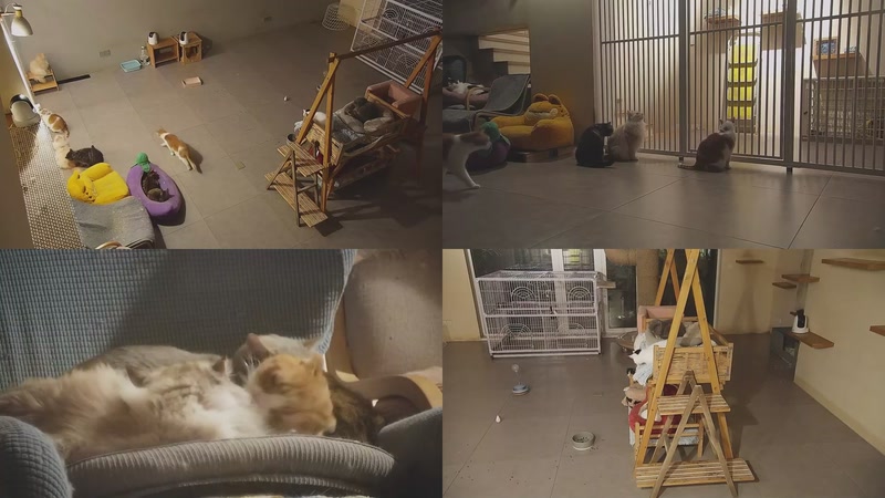 【2026-01-05 21点场】喵放送：喵放送☀️喵呜~