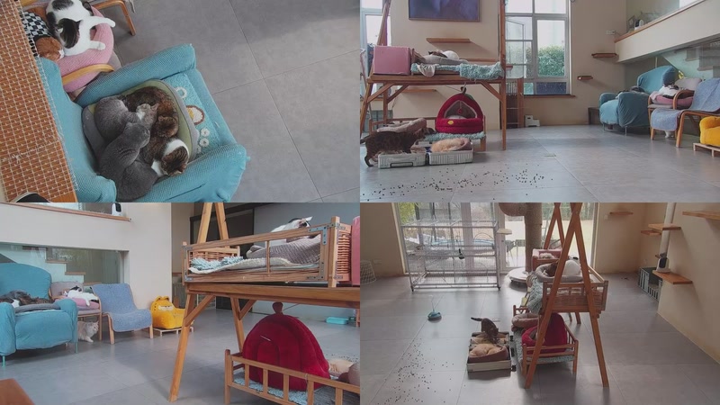 【2026-01-05 11点场】喵放送：喵放送☀️喵呜~