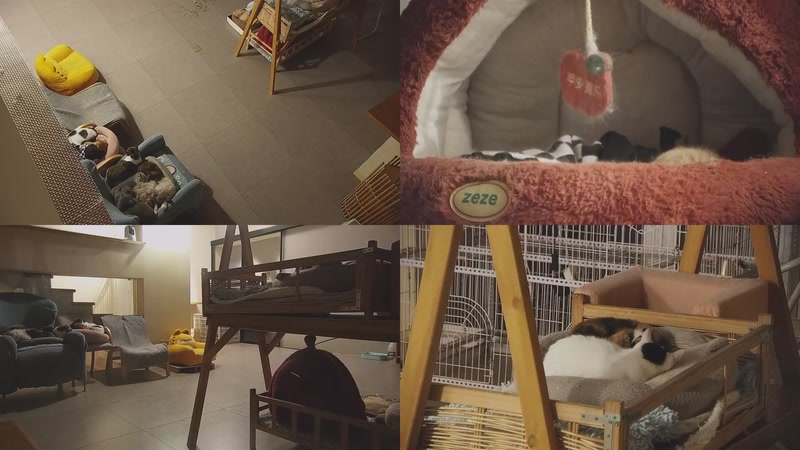 【2026-01-05 05点场】喵放送：喵放送☀️喵呜~