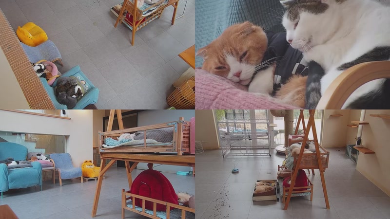 【2026-01-05 09点场】喵放送：喵放送☀️喵呜~