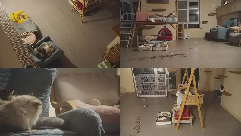 【2026-01-04 23点场】喵放送：喵放送☀️喵呜~