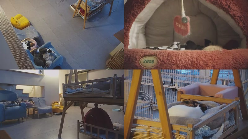 【2026-01-05 07点场】喵放送：喵放送☀️喵呜~