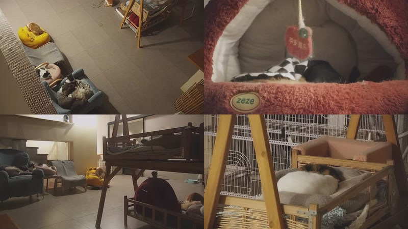 【2026-01-05 03点场】喵放送：喵放送☀️喵呜~