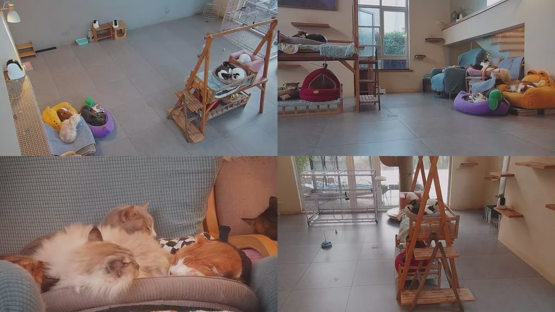 【2026-01-06 07点场】喵放送：喵放送☀️喵呜~