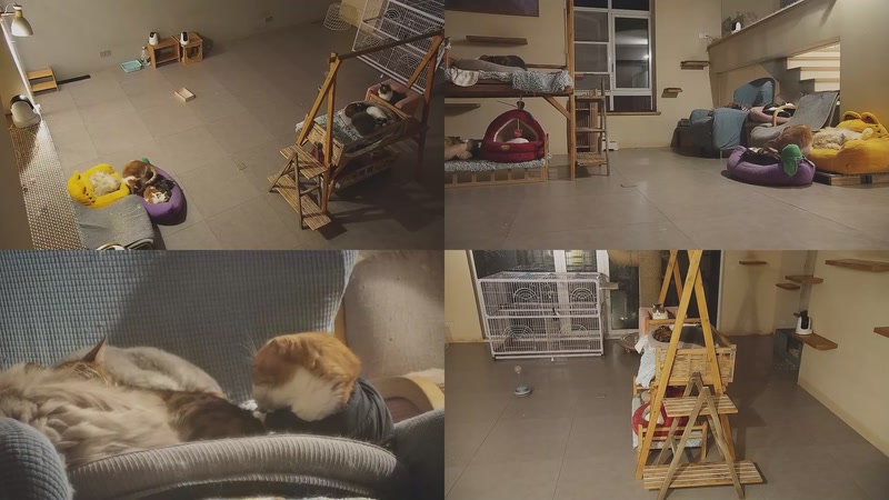 【2026-01-06 03点场】喵放送：喵放送☀️喵呜~