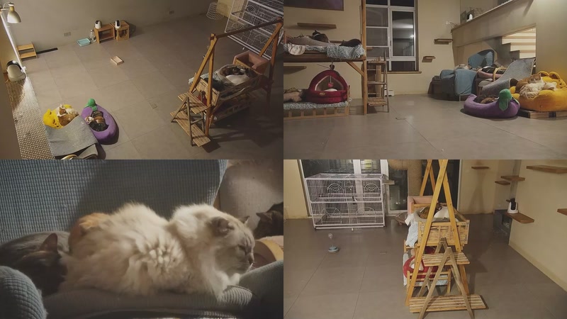 【2026-01-06 05点场】喵放送：喵放送☀️喵呜~