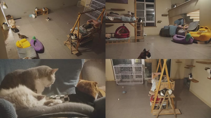 【2026-01-05 23点场】喵放送：喵放送☀️喵呜~