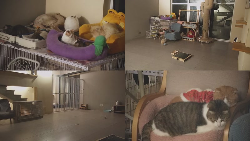 【2026-01-06 19点场】喵放送：喵放送☀️喵呜~