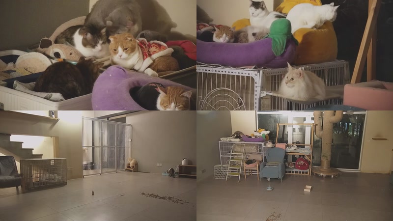 【2026-01-07 21点场】喵放送：喵放送☀️喵呜~