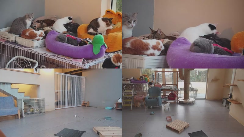 【2026-01-07 07点场】喵放送：喵放送☀️喵呜~