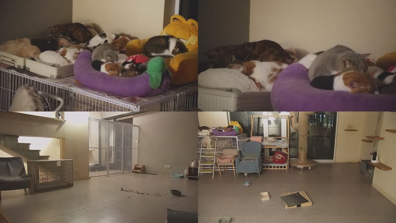 【2026-01-06 23点场】喵放送：喵放送☀️喵呜~