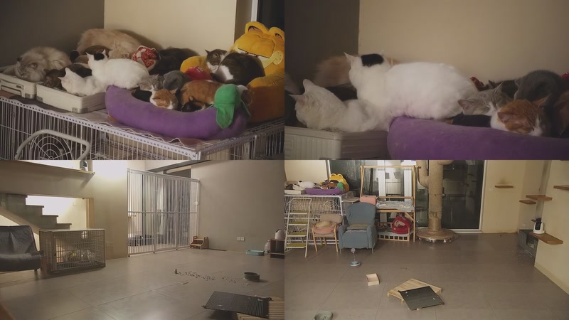 【2026-01-07 03点场】喵放送：喵放送☀️喵呜~