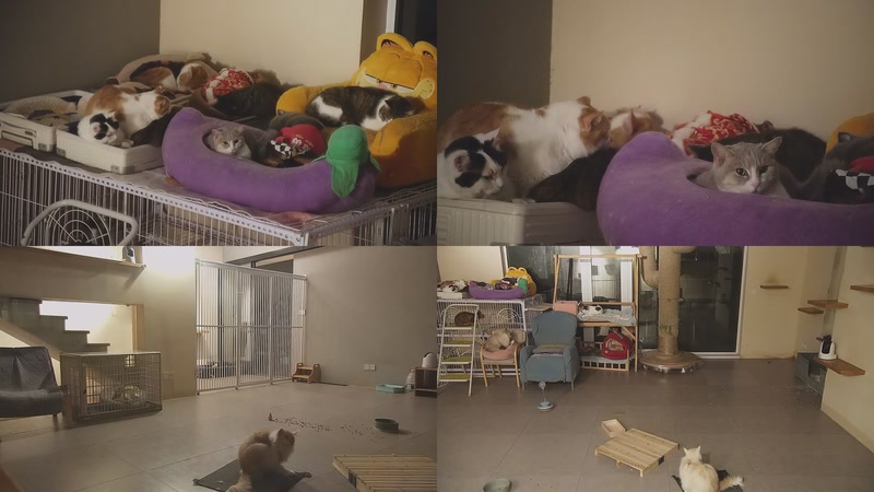 【2026-01-07 05点场】喵放送：喵放送☀️喵呜~