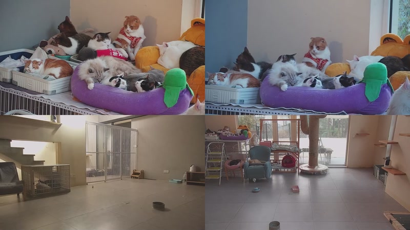 【2026-01-08 07点场】喵放送：喵放送☀️喵呜~