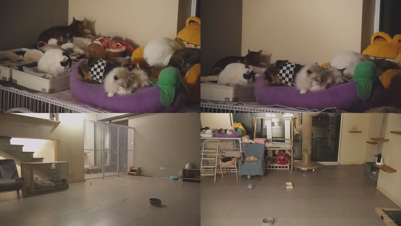 【2026-01-08 01点场】喵放送：喵放送☀️喵呜~