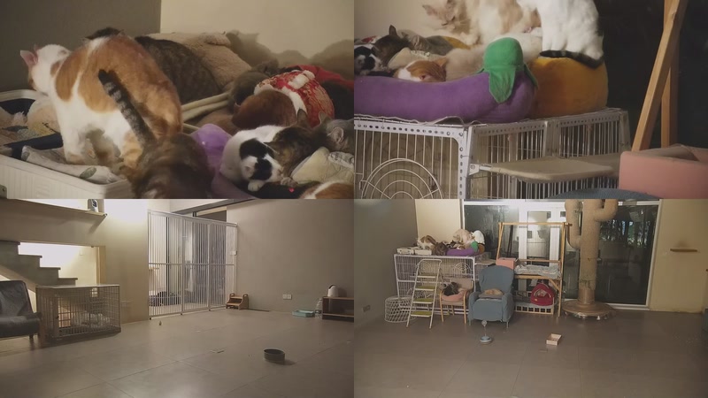 【2026-01-07 23点场】喵放送：喵放送☀️喵呜~