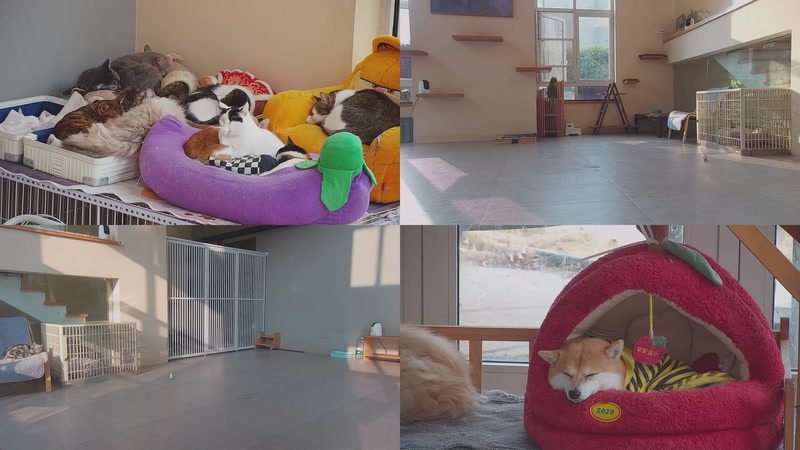 【2026-01-08 15点场】喵放送：喵放送☀️喵呜~