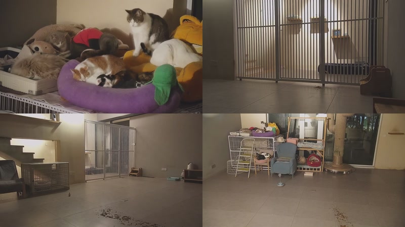 【2026-01-08 21点场】喵放送：喵放送☀️喵呜~