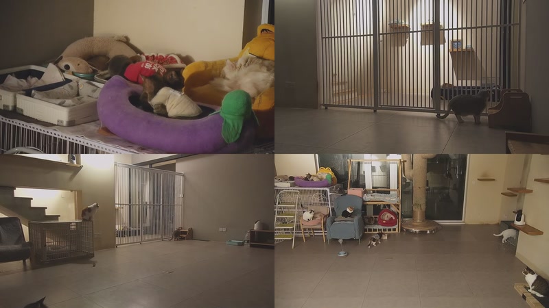 【2026-01-08 19点场】喵放送：喵放送☀️喵呜~